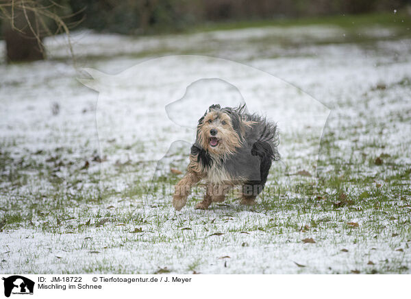Mischling im Schnee / mongrel dog in snow / JM-18722