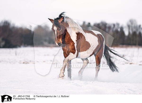 Polnisches Reitpony / Polish Riding Pony / JRO-01766