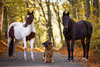Pferde und Hund