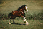Shire Horse im Sommer