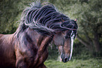 Shire horse Hengst