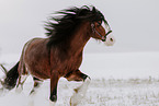 Shire Horse Hengst