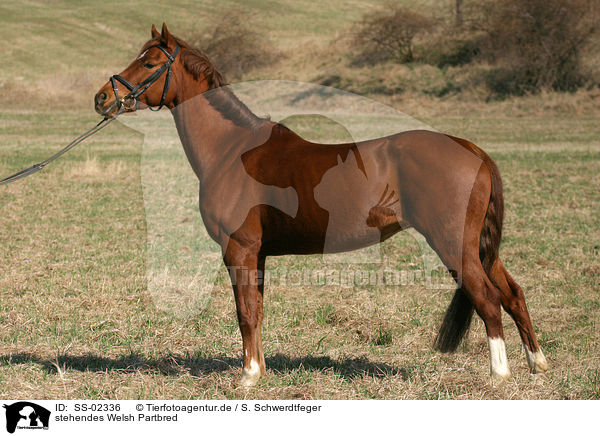 stehendes Welsh Partbred / SS-02336
