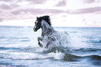 Welsh Pony am Meer