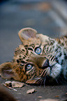 junger Chinaleopard