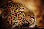 Chinaleopard
