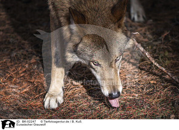 Eurasischer Grauwolf / BK-02247
