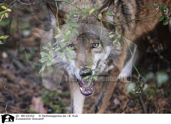 Eurasischer Grauwolf / BK-02252