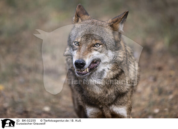 Eurasischer Grauwolf / BK-02255