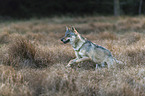 rennender Europischer Grauwolf