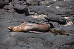 Galpagos-Seelwen