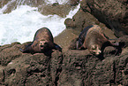 Kalifornische Seelwen