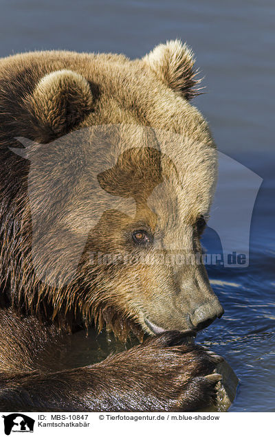 Kamtschatkabr / Kamchatkan Brown Bear / MBS-10847