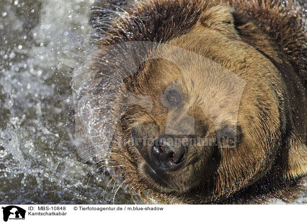 Kamtschatkabr / Kamchatkan Brown Bear / MBS-10848