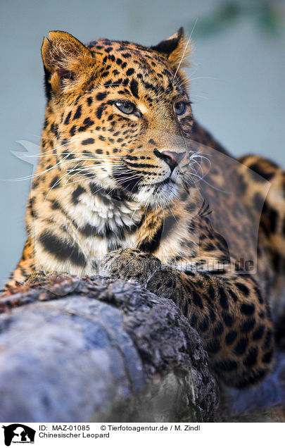 Chinesischer Leopard / MAZ-01085