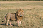 Massai-Lwe