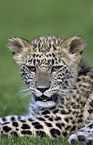 junger Persischer Leopard