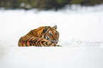Sibirischer Tiger liegt im Schnee
