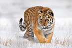 Sibirischer Tiger luft durch den Schnee