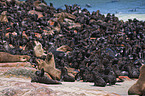 Sdafrikanische Seebren