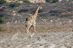 Transvaal-Lwe und Giraffe