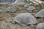 Aldabra-Riesenschildkrten