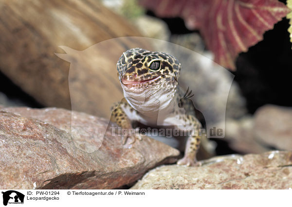 Leopardgecko / PW-01294