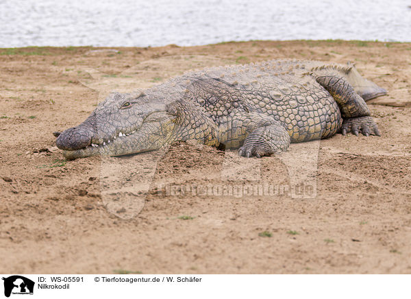 Nilkrokodil / Nile crocodile / WS-05591