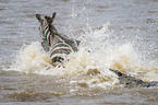 Nilkrokodil ttet Zebra