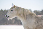 Einhorn Pony