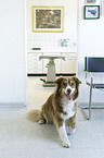 Hund in Tierarztpraxis