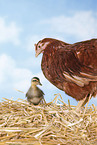 Huhn und Laufenten Kken