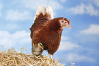 Huhn und Laufenten Kken