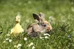 Gnsekken und Kaninchen