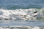 fliegende Albatrosse