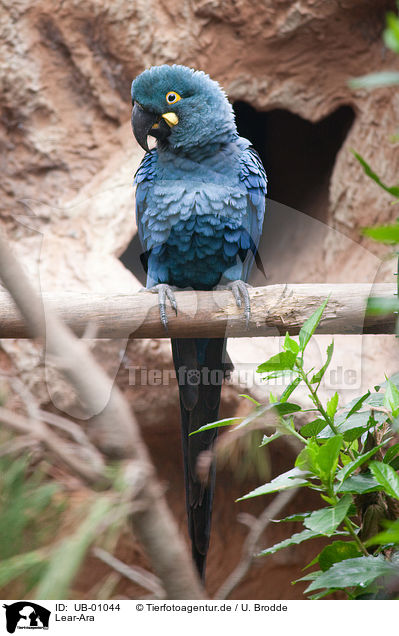 Lear-Ara / indigo macaw / UB-01044