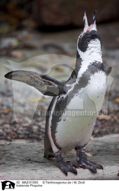 balzende Pinguine / MAZ-01565