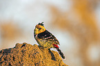 sitzender Schwarzrcken-Bartvogel