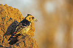 sitzender Schwarzrcken-Bartvogel