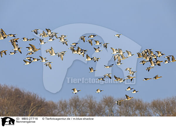 Nonnengnse / barnacle geese / MBS-27718