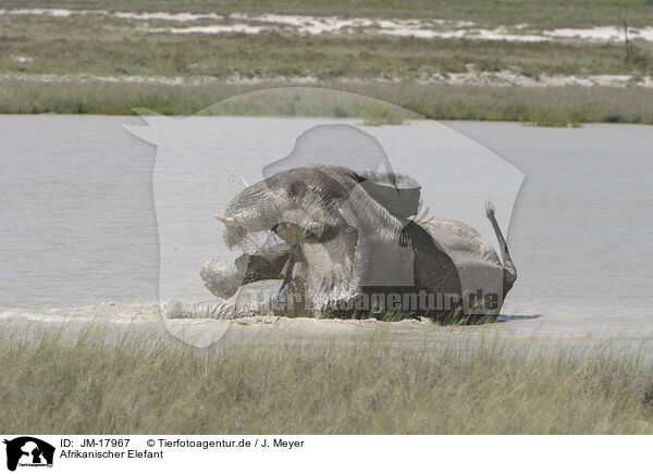 Afrikanischer Elefant / JM-17967