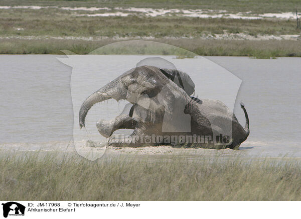 Afrikanischer Elefant / JM-17968