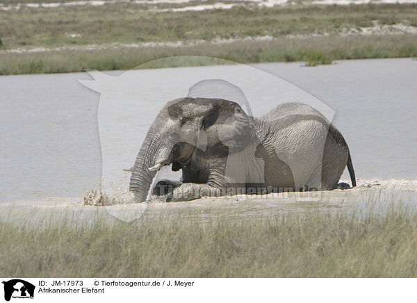 Afrikanischer Elefant / JM-17973