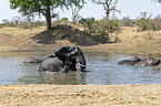Afrikanischer Elefant und Flusspferde