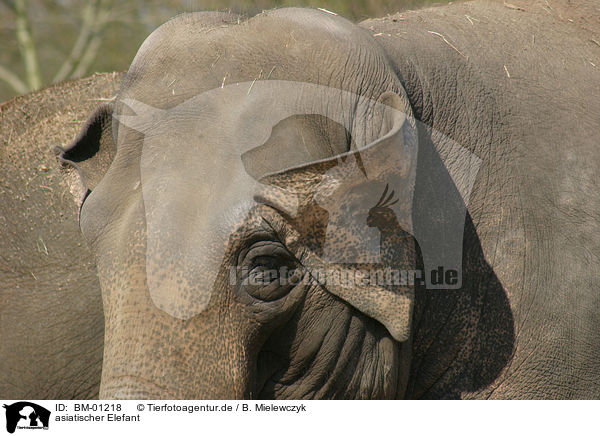 asiatischer Elefant / BM-01218
