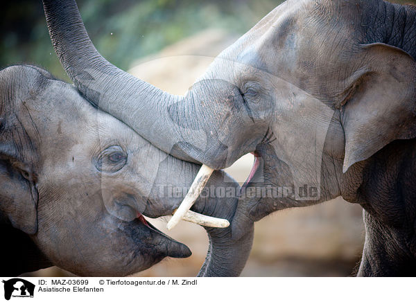 Asiatische Elefanten / MAZ-03699