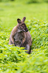 Bennettknguru sitzt in Brennesseln
