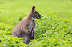 Bennettknguru sitzt in Brennesseln