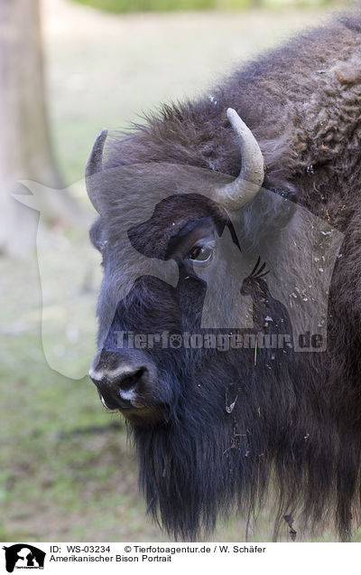 Amerikanischer Bison Portrait / WS-03234