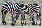 Bhm-Zebras